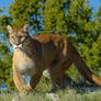 Mountain lion...