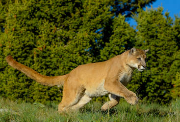 Mountain Lion VII