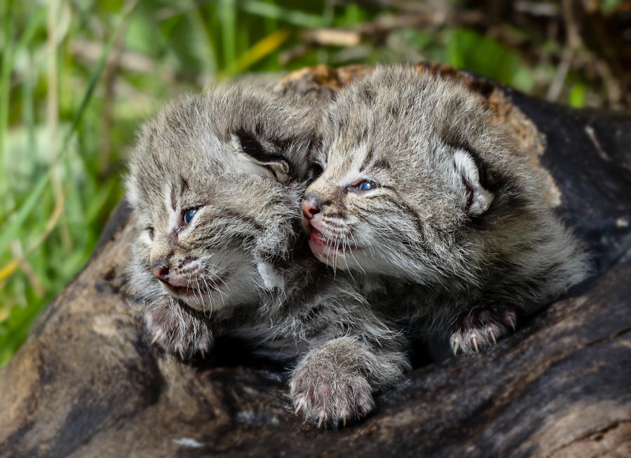 Bobcat Kittens II by White-Voodoo