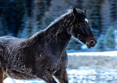 Winter Horse