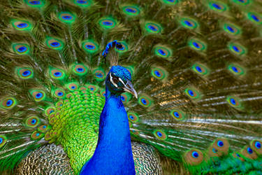 Another peacock...