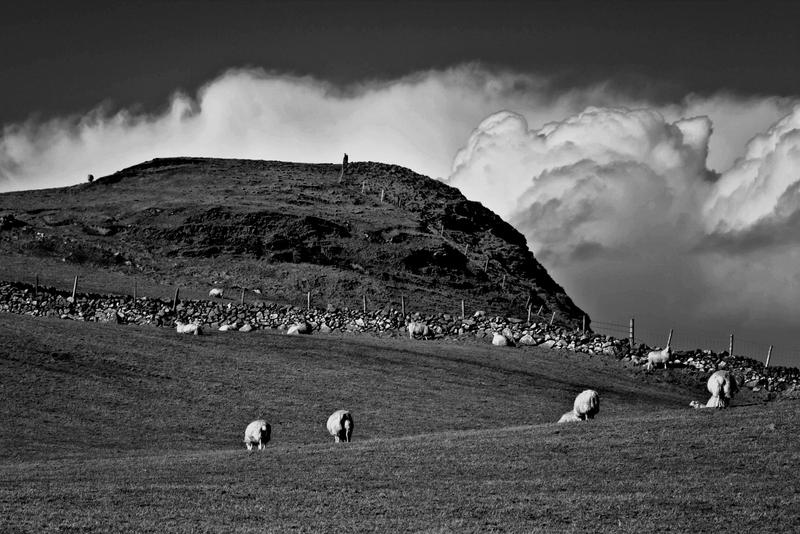 Sheeps on the field