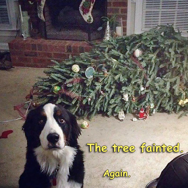 Dog Xmas Tree Fainted