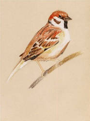 sparrow