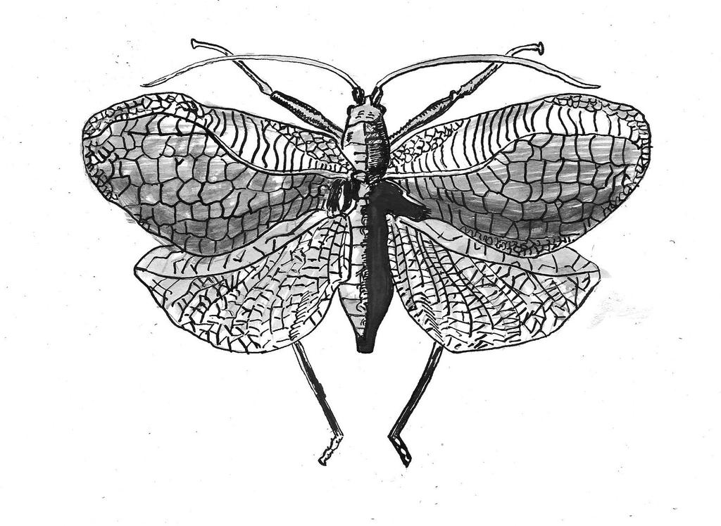 Pseint Insecto Insecto by bsimon72 on DeviantArt