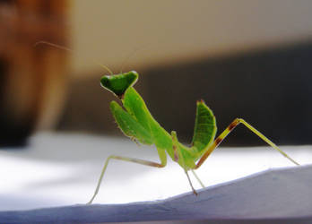 Baby praying mantis