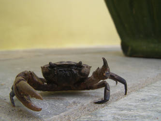 Rude Crab