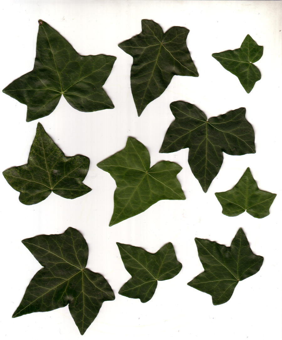 Ivy Leaves