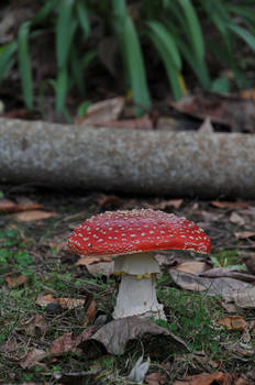 Red Mushrooms 3