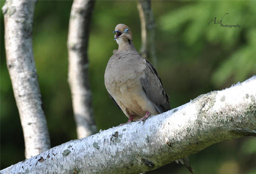 Mourningdove743