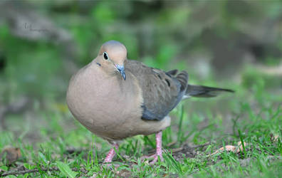 Mourningdove1043