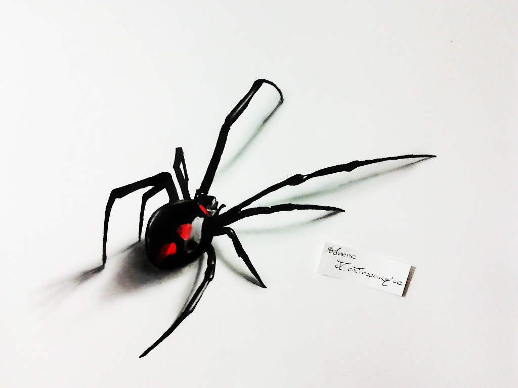 Spider