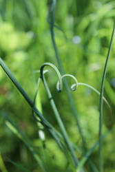 Wild Chive