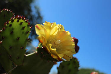 Opuntia