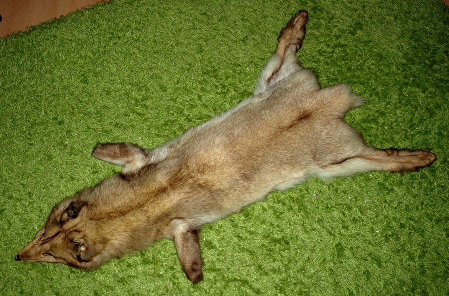 SOLD! Blue fox pelt craft grade by MrWolf86 on DeviantArt