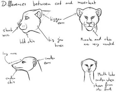 Difference between cat and meerkat