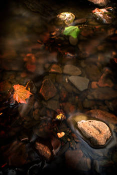 First Leaves of Fall