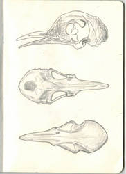 bird's skull
