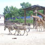 Giraffes and zebras