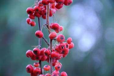 Berries 2