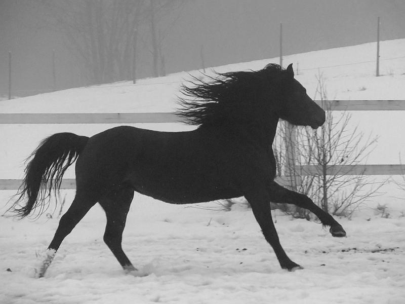 'Black stallion'