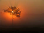 4.8.2009: Tree of Light by Suensyan