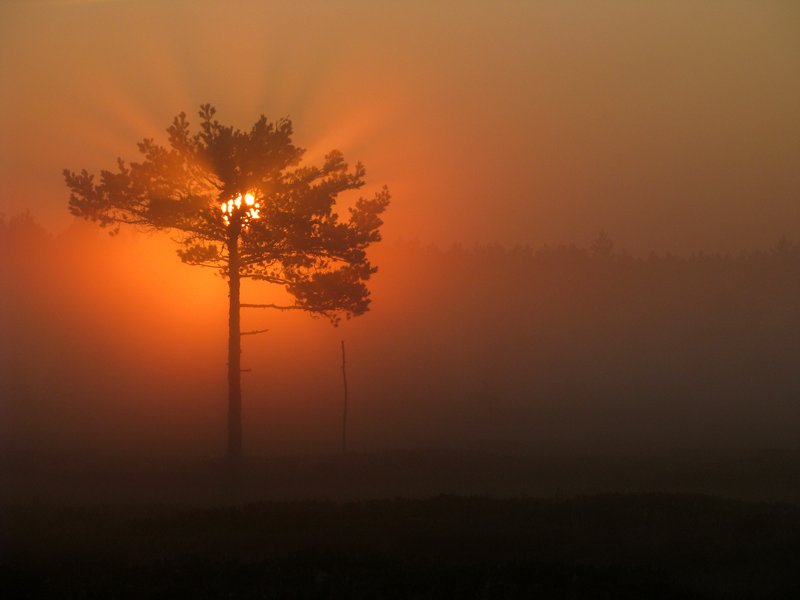 4.8.2009: Tree of Light