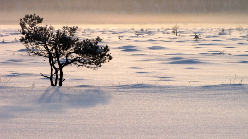 24.1.2012: Pine Tree and Winter Morning