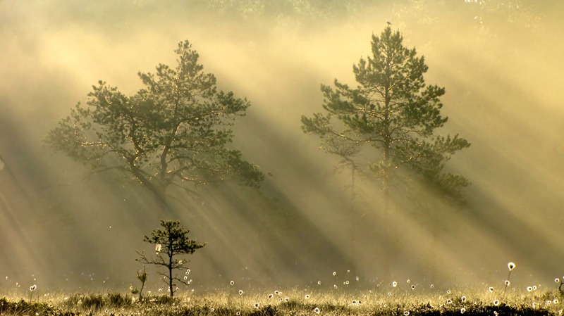 16.6.2012: For the Light did Bird Sing