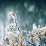 28.10.2012: Frost, Colours