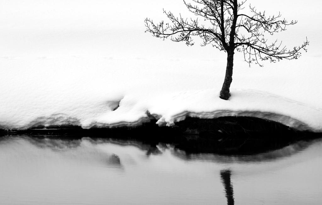 27.2.2013: Tree and River