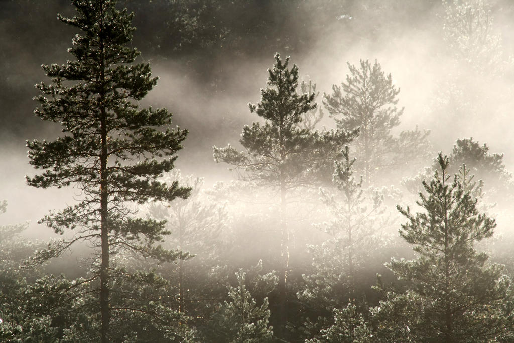 23.8.2013: Fog in the Forest