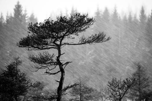 8.1.2014: Pine Tree, Snowfall III
