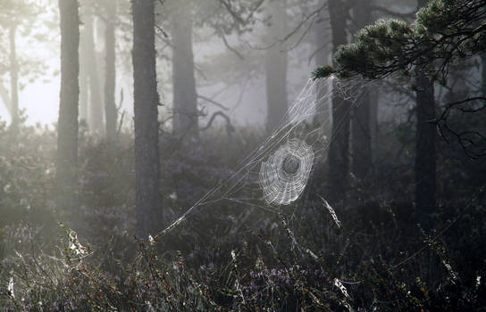 22.8.2015: Cobweb in the Misty Forest