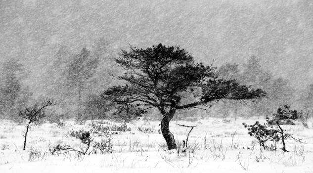 12.1.2016: Pine Tree in Blizzard V