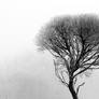 17.12.2016: Tree in the Winter's Fog III