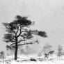 1.2.2018: Pine Tree, Snowfall