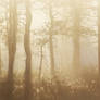 1.8.2020: My Misty Dreamland