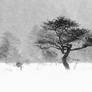 21.1.2021: Same Tree, Different Snowstorm