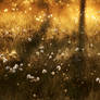 5.6.2021: Cotton Grass