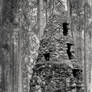 21.3.2026: Forest Fantasy