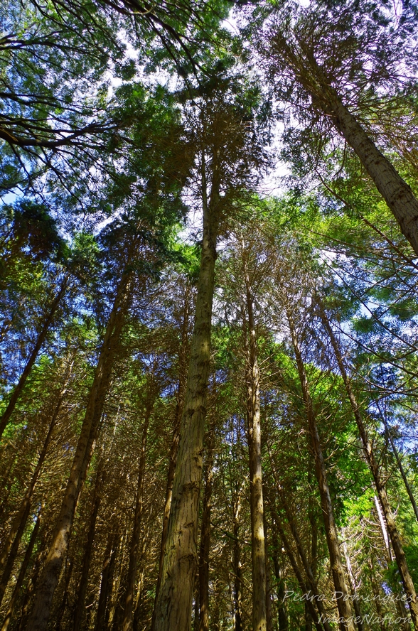 Trees_2