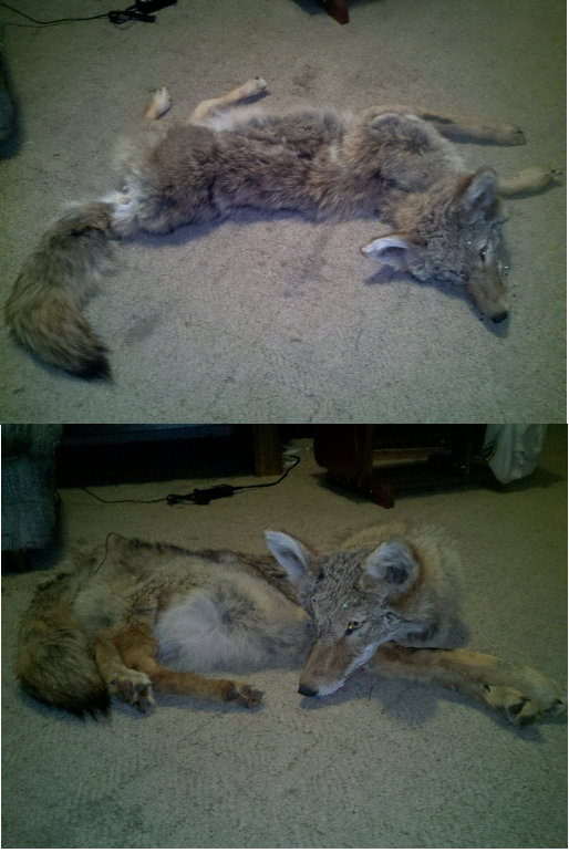 Commisioned coyote legs done