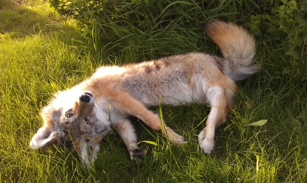 coyote soft mount for sale out door pic 2 by LittleWolfPaw on DeviantArt