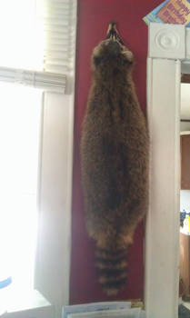 Raccoon Wall Hanger for sale, very FULL furred