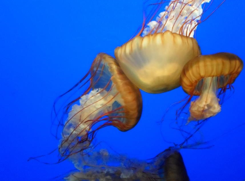 3 Jellyfish Pile Up