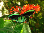 Male birdwing by Azurna568