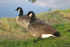 Canadian Goose