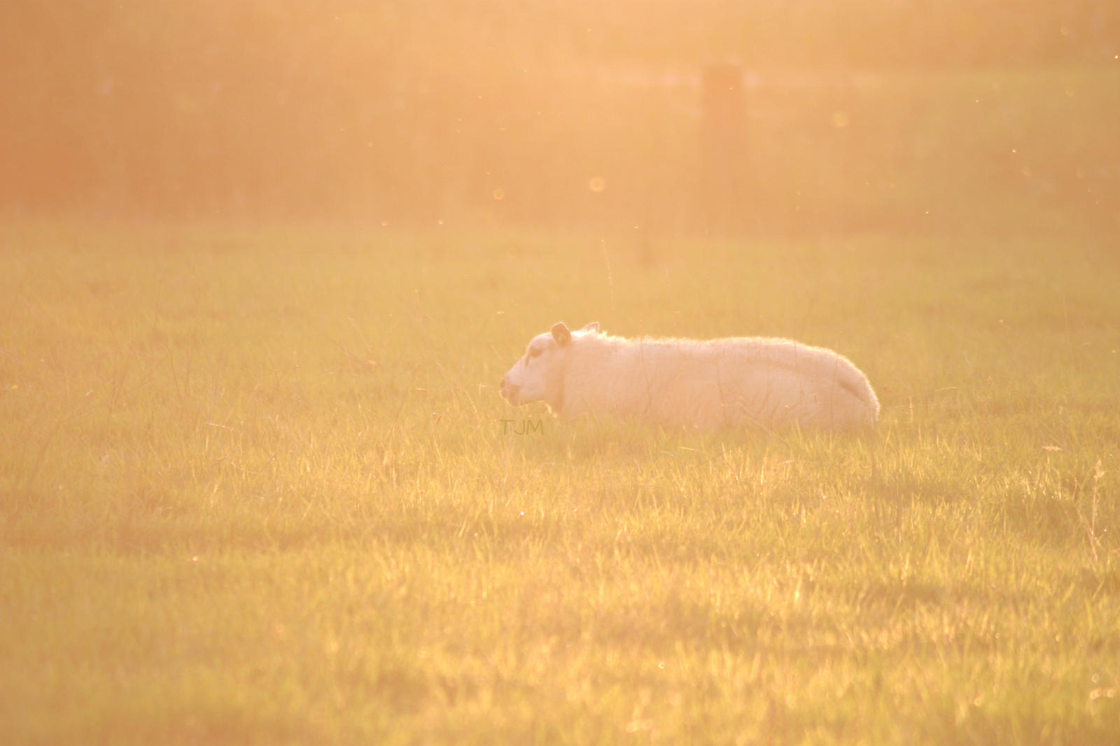 Sheep in the sunlight