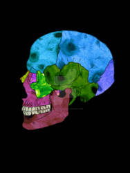 Skull (Histological Bone Microphotography Edition)